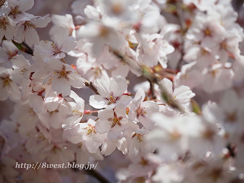 桜05