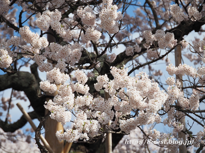 神代桜33