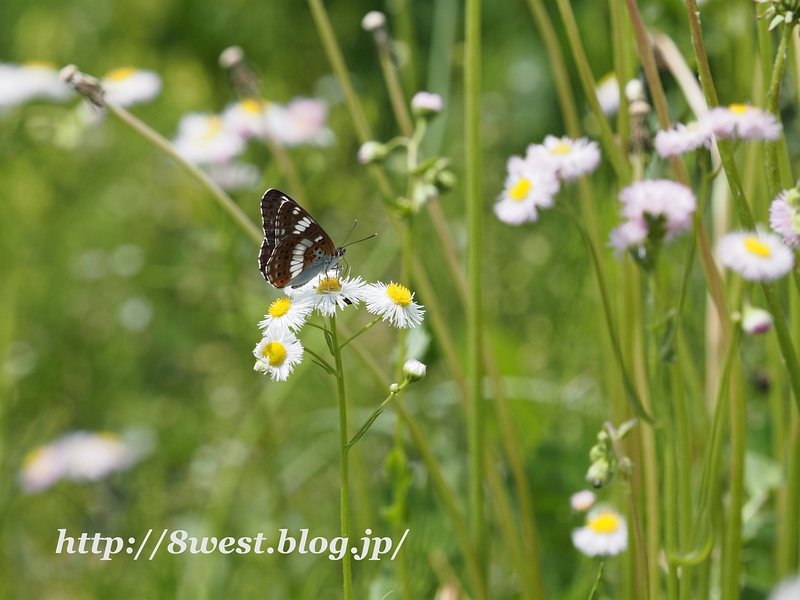 アサマイチモンジ