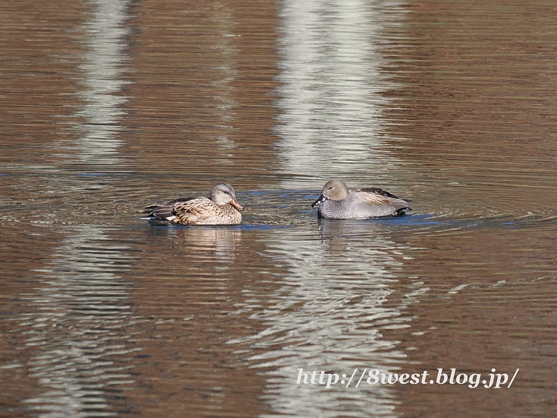 オカヨシガモ01