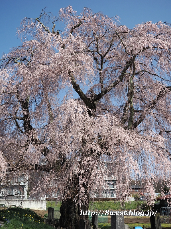 祖霊桜05