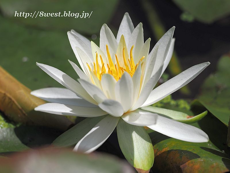 睡蓮3