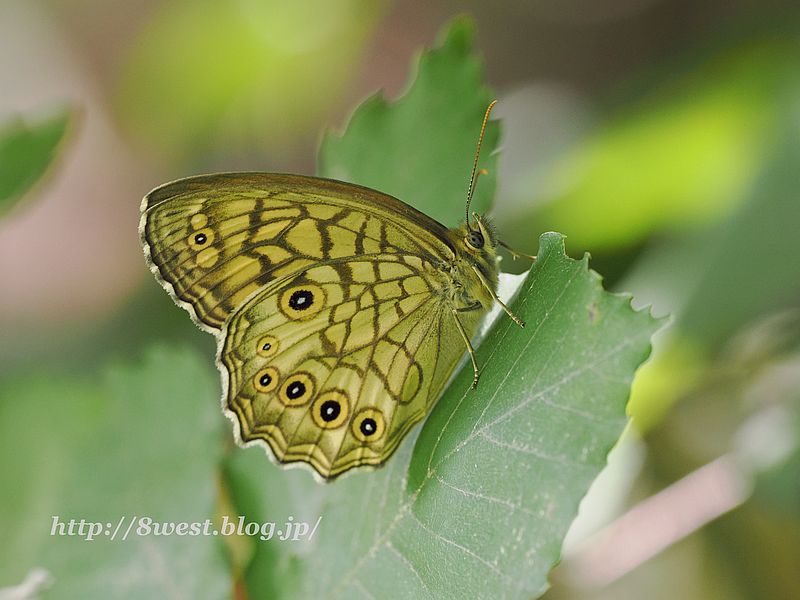 キマダラモドキ1