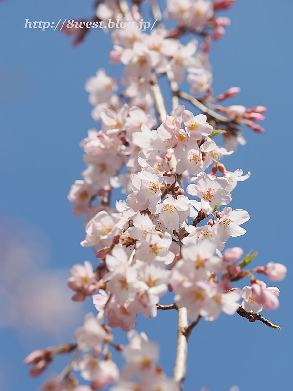 身延の枝垂れ桜5