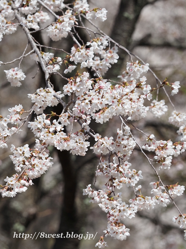 桜5