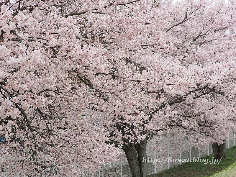 高遠小彼岸桜40
