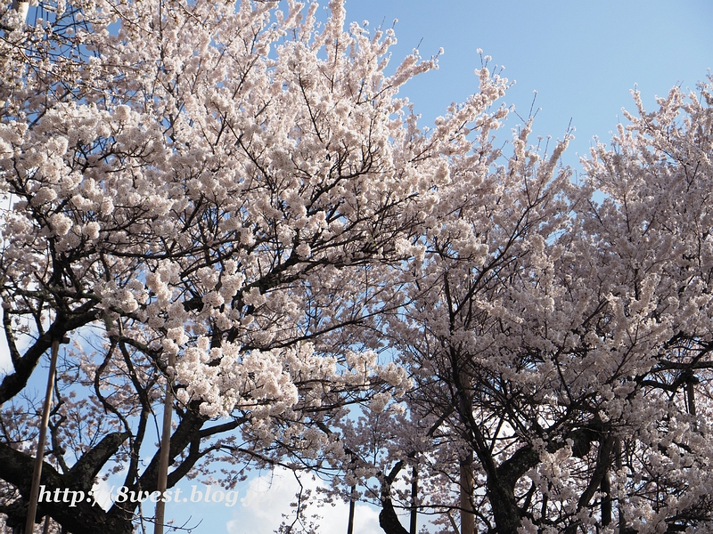 神代桜02