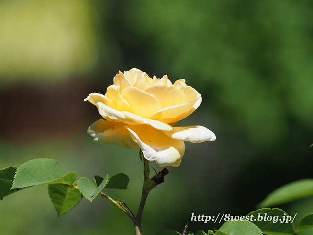 オープンガーデン2