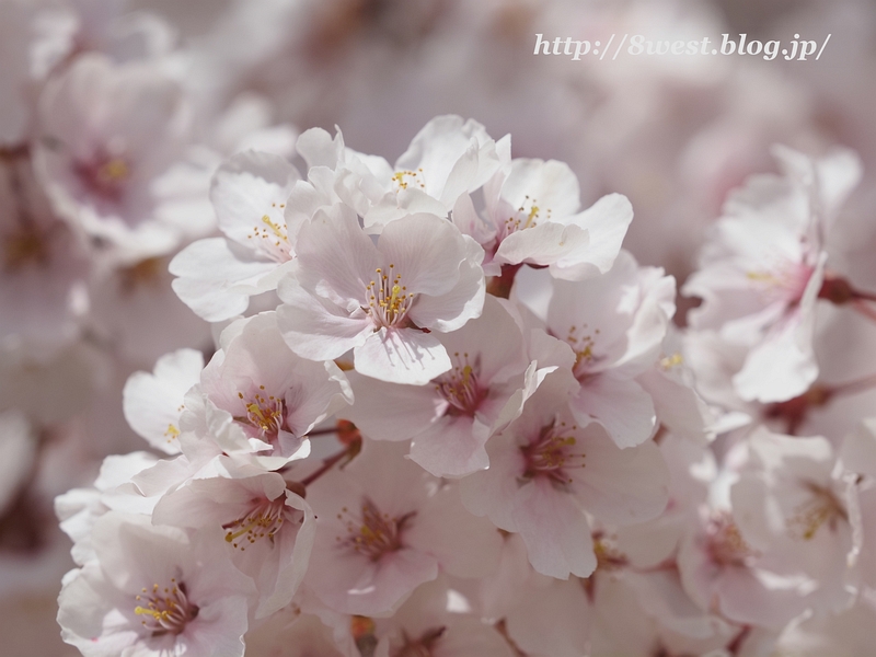 高遠小彼岸桜07