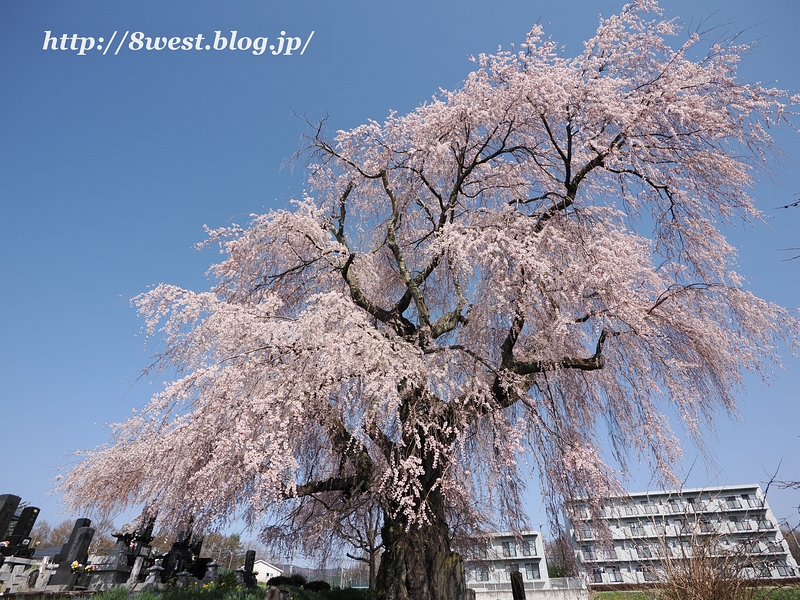 祖霊桜09