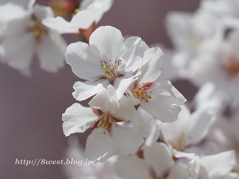 桜47