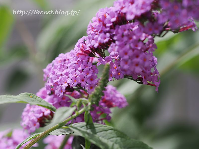 フサフジウツギ