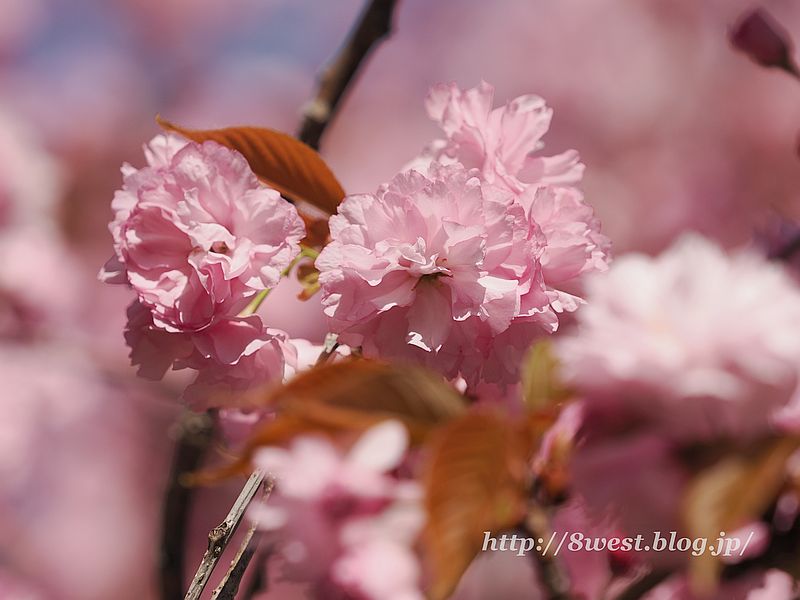 八重桜01