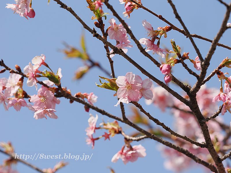 河津桜03