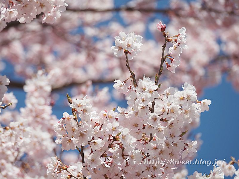 桜20