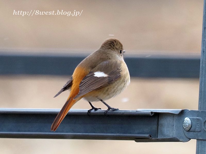 ジョウビタキ4