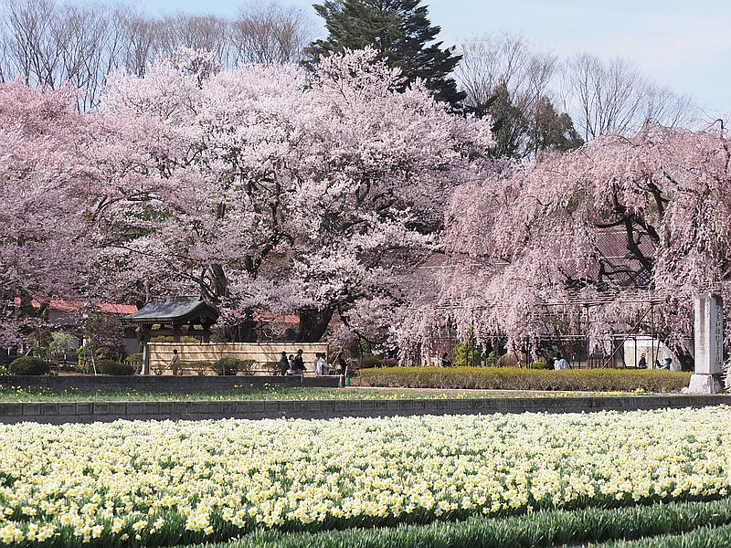 桜と水仙3