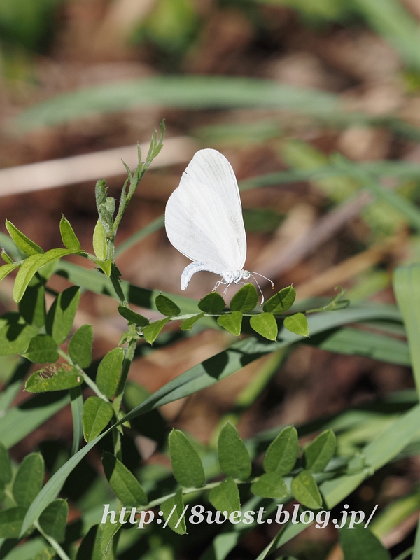 ヒメシロチョウ04