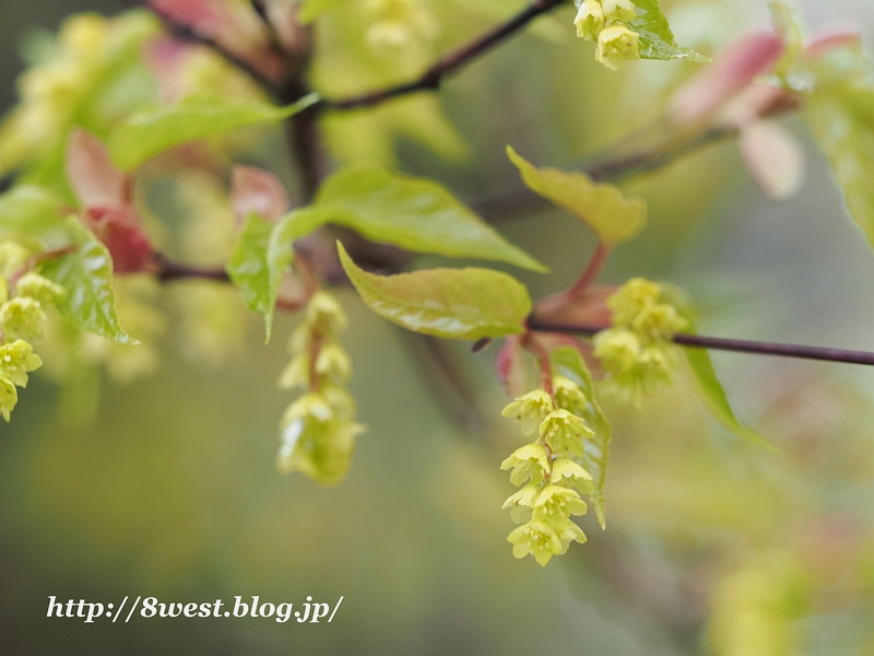 ウリハダカエデ