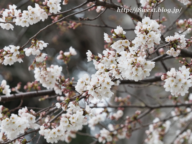 桜5