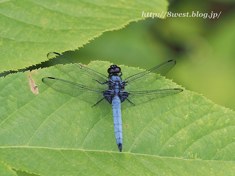 オオシオカラトンボ1