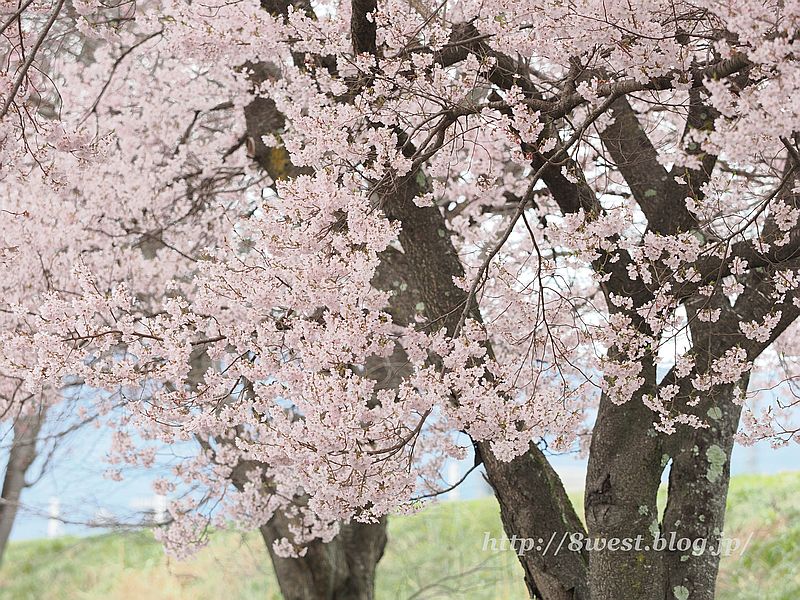 高遠小彼岸桜03