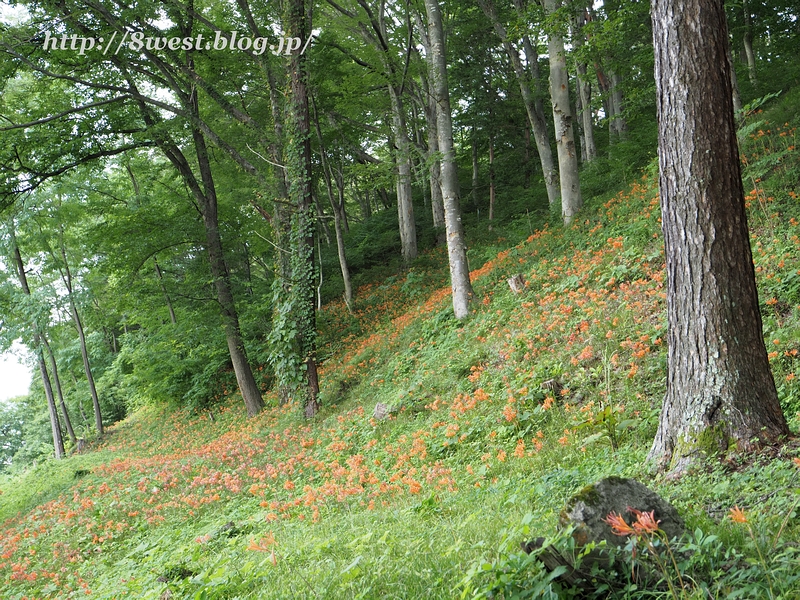 キツネノカミソリ03