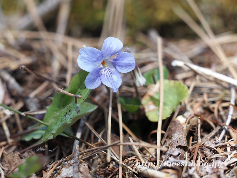 スミレ1