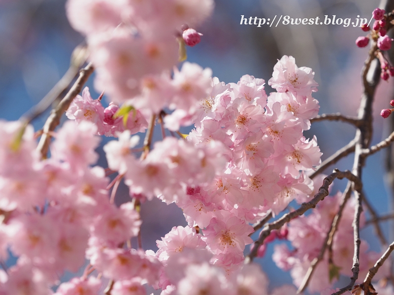 八重紅枝垂桜1