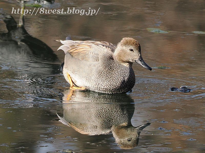 オカヨシガモ7