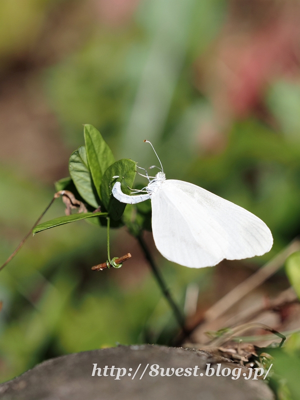 ヒメシロチョウ01