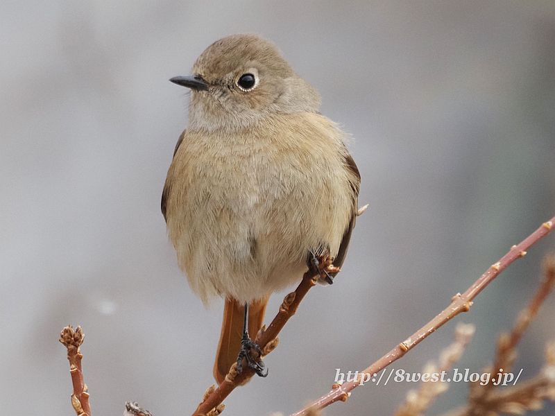 ジョウビタキ8