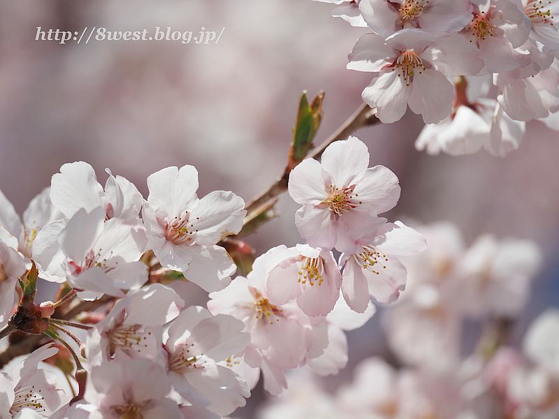 桜30