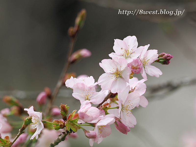 桜03