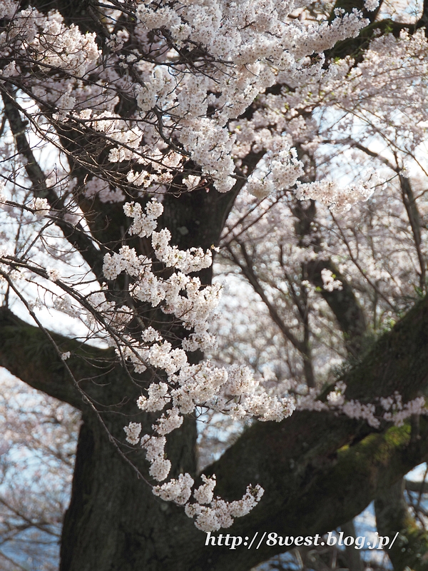 神代桜32