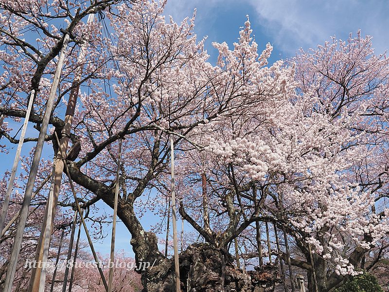 神代桜17