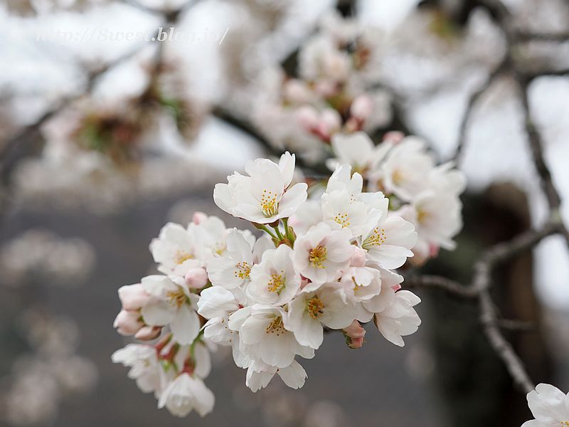桜2