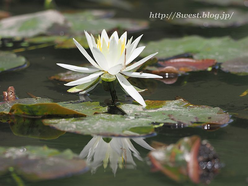 睡蓮13