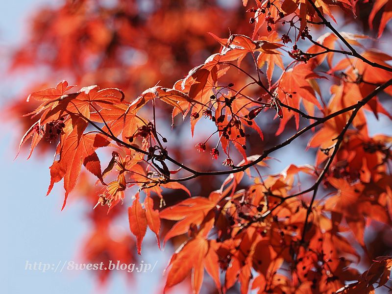 紅葉