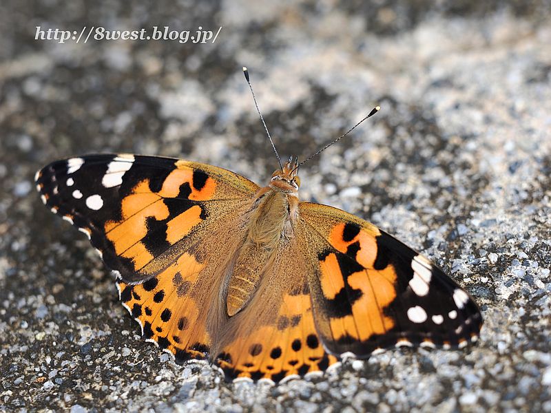 ヒメアカタテハ2