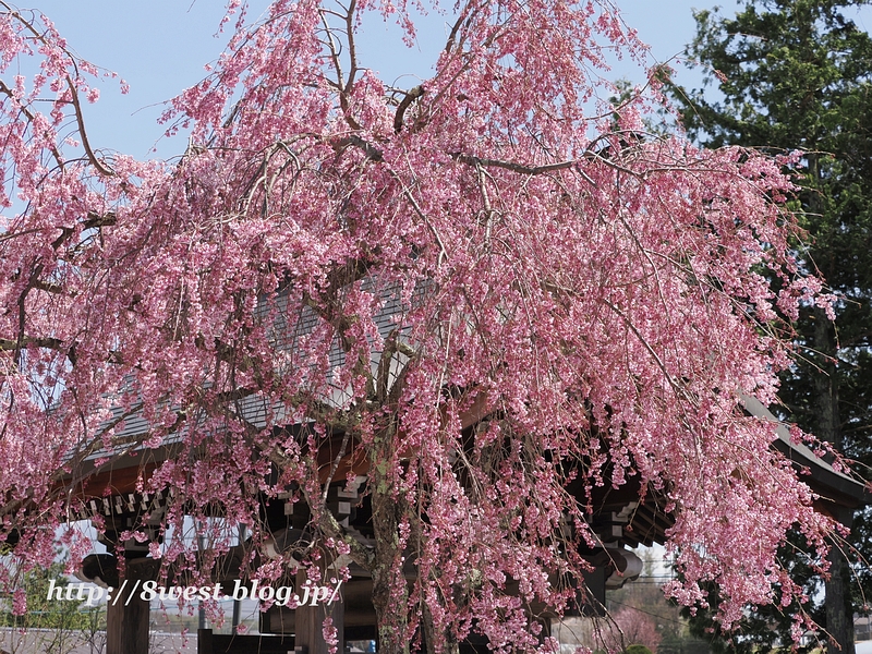 八重紅しだれ桜1