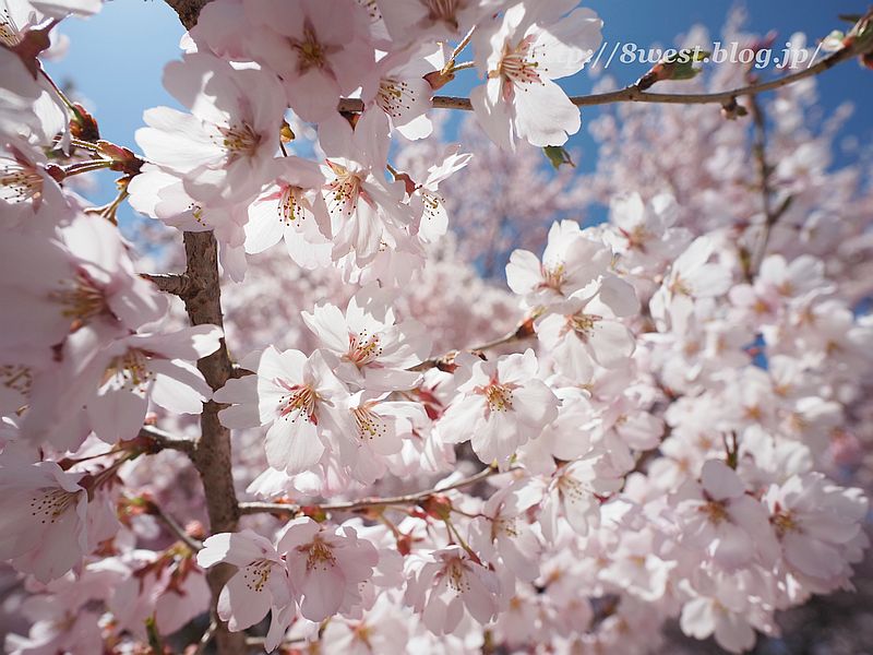 桜35