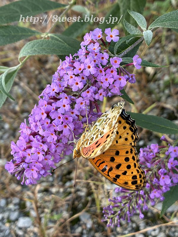 ツマグロヒョウモン1