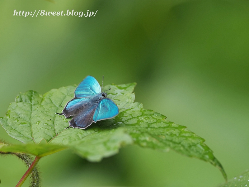 ジョウザンミドリシジミ13