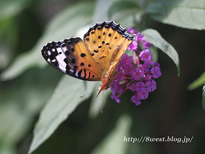 ツマグロヒョウモン5