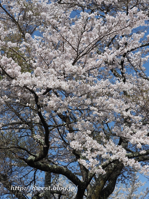 井戸尻桜01