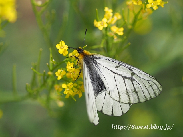 ウスバアゲハ03