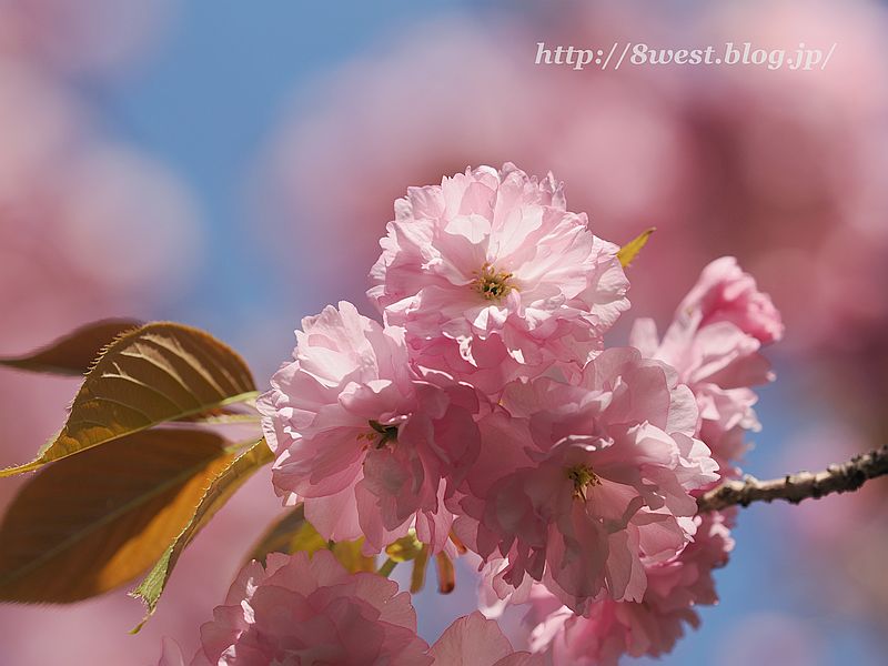 八重桜18