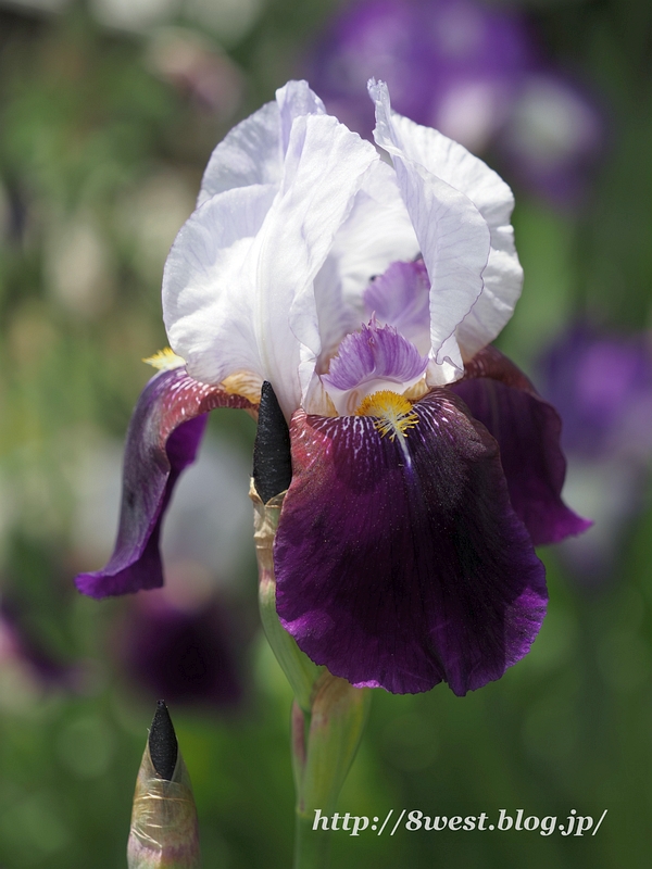 ジャーマンアイリス