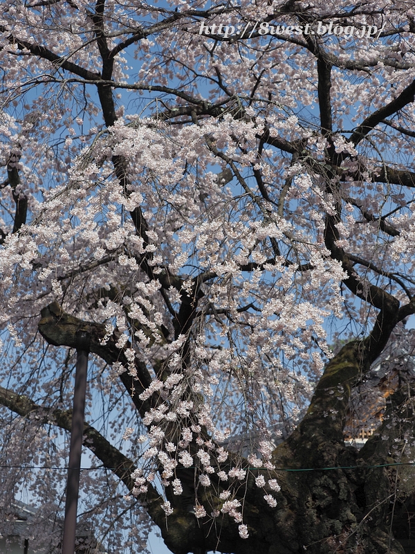 阿弥陀寺17